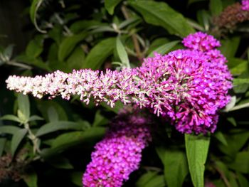 Unusually-shaped flower
