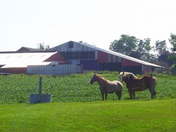 Real upstate horses!
