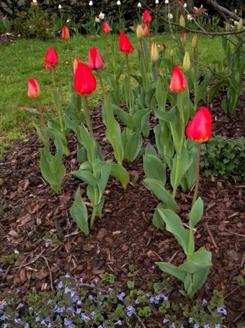 Tulips align.
