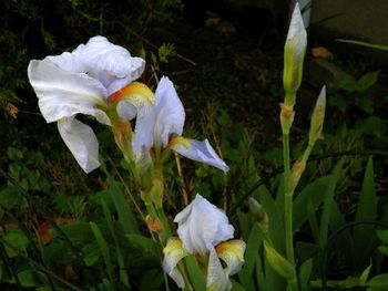 Bearded iris - 4-24-12
