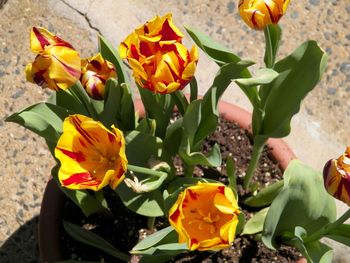 More of those fancy tulips
