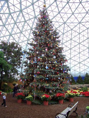 Christmas tree in the Domes
