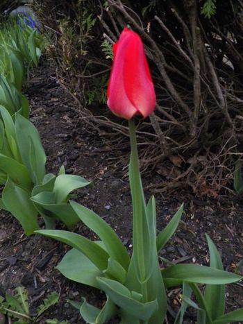 New red tulip.
