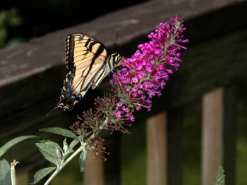 Butterfly fever!
