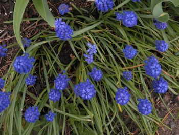 April 28th, 2013 - new spring flowers! Grape hyacinths, from the top.
