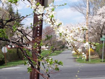 Spring comes to Nanuet
