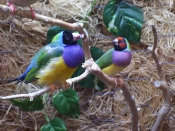 The beautiful birds in the nursing home
