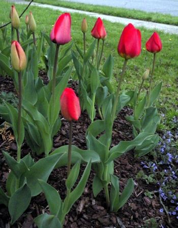 Oh, those tulip buds!

