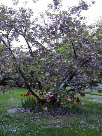 Cherry tree after the rain
