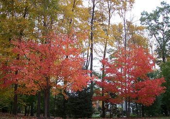 More Montebello Pines
