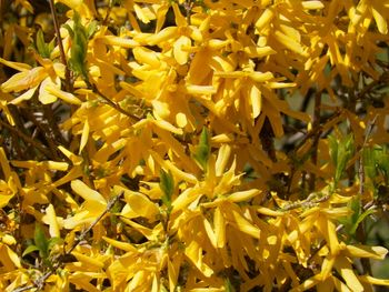 Forsythia: up close
