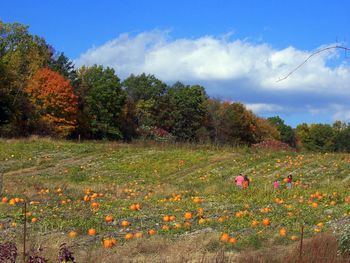 Pickin' pumpkins in the patch
