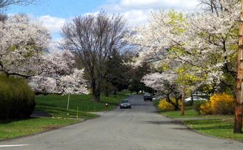 Poplar Street, Spring 2013
