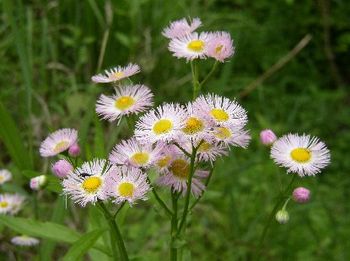 More flowers in Kawauchi-mura
