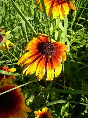 Morton Arboretum
