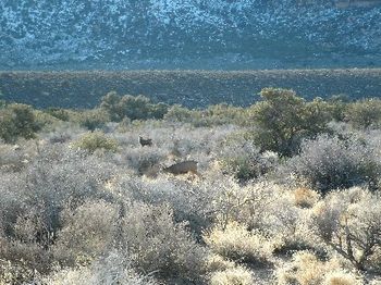 Elk at Red Rock Canyon
