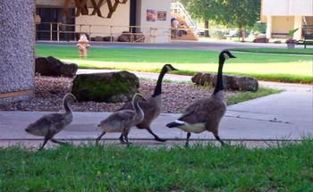 More ORU Students ... Headin' to Class
