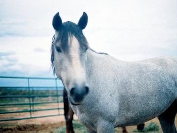 ~The Blue Wind of the West~
