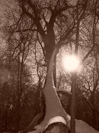 ~ A Morning Winter Sun ~
