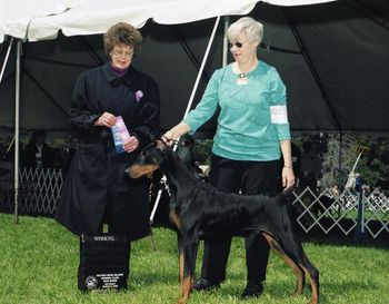 Eli, 7 months old, earning his first point at his first dog show.
