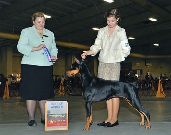 Winner's Bitch and Best of Winners's for 2 points under Judge Ann Dunn. Fayetteville Kennel Club 11/15/09
