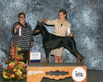 Best Junior awarded by Breeder Judge and former professional handler Pam DeHetre. September 2009
