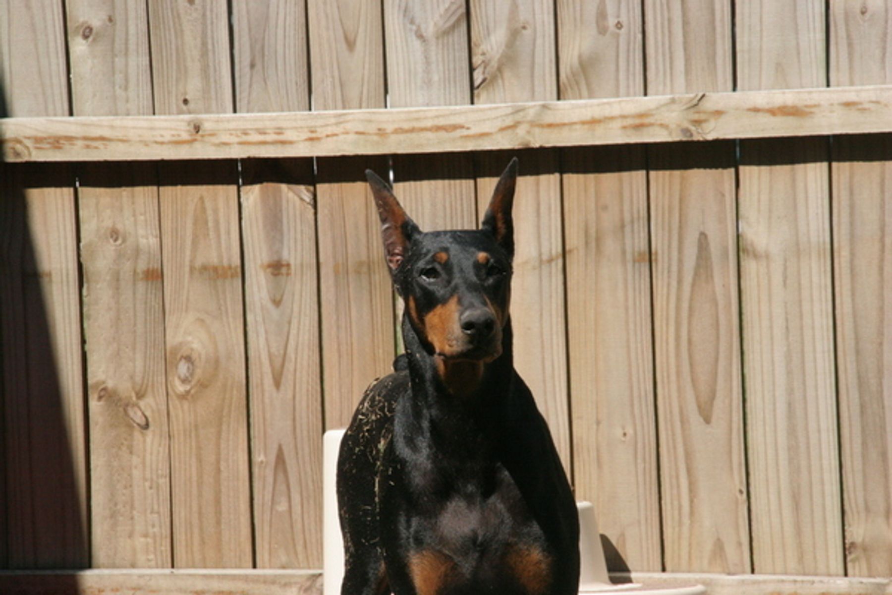 Notori Dobermans