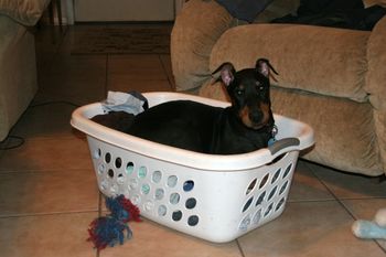 My new laundry assistant
