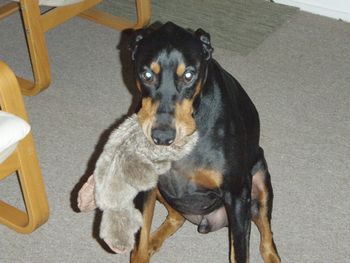 Max Cummings lives in Virginia. He is from Tori's first litter in 2003.
