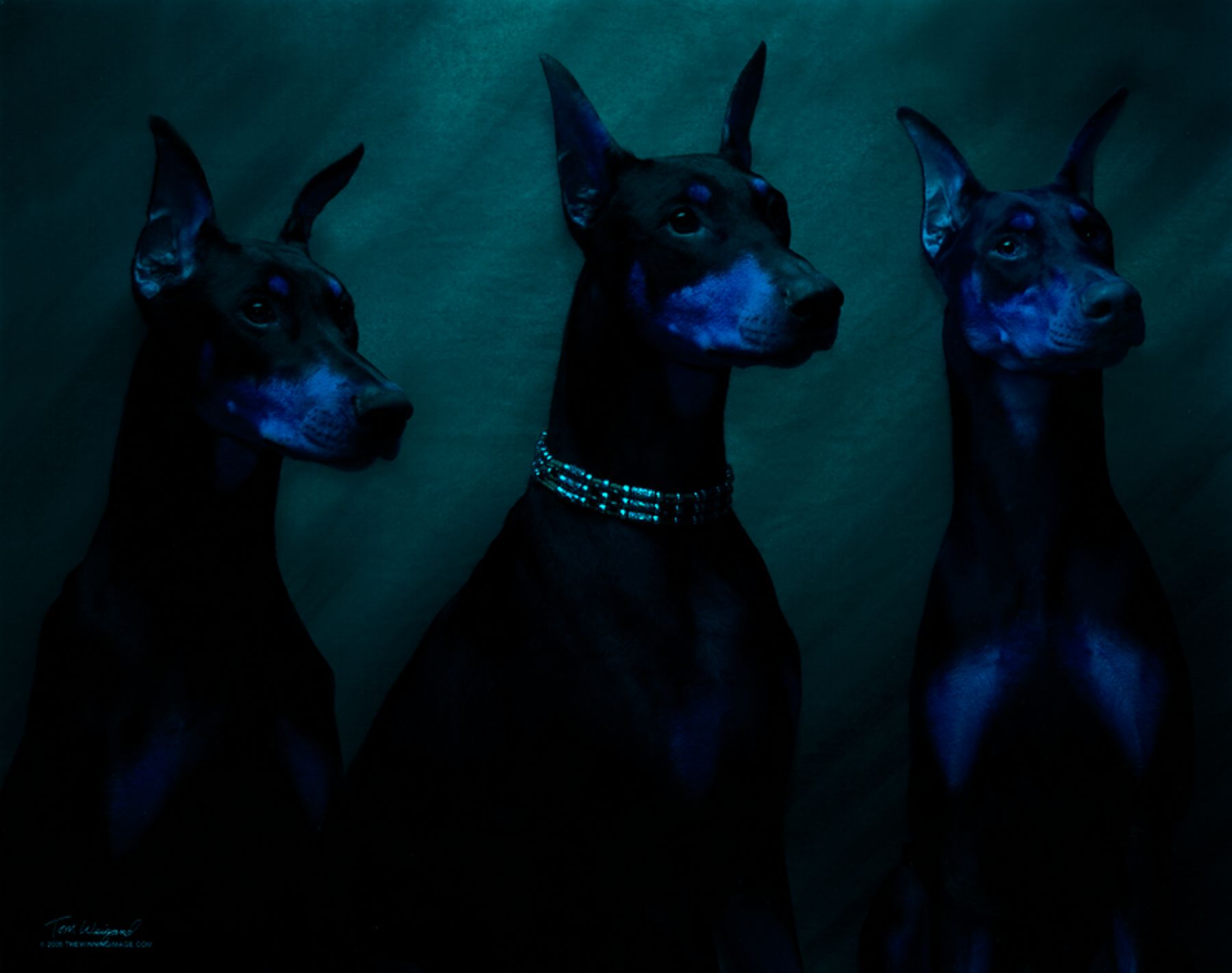 Deals bototos doberman