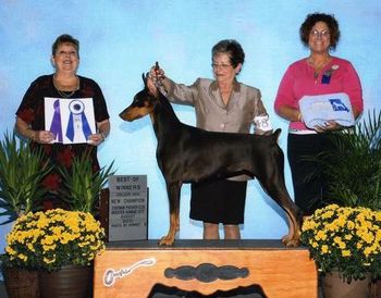 3 point Specialty Major Judge Leah Lange 8/28/10 Doberman Pinscher Club of Greater Kansas City. handled by Judy King
