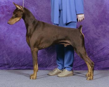 CH Promise's Amish Red V Olympia Alex finished his Championship at 9 months of age from the Bred-By class. His first few litters look quite promising !!!! Producing nice fronts, gorgeous heads, and supurb temperaments. Alex is a Champion producer in both the U.S. and Canada with other major pointed get well on their way. Pictured at 2 yrs, Alex is OFA Good, Thyroid Norm., VWD Clear, Red #8, 27 1/2" tall. DOB 5-23-02 CH Cambria's Cactus Cash x Ch Promise's Cloud Dancer

