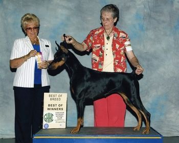 Ivy and handler/Grandma Connie Alexander (Kachina Dobermans and Whippets) going Best Of Breed, over specials, for a 3 point major under breeder judge Judy Doniere. Ivy was 14 months old.
