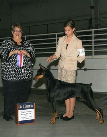 Demi wins Winner's Bitch & Best Of Opposite Sex at the Chatanooga Kennel Club (09/12/09)under breeder Judge Pam Dehetre. 1 point
