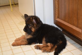 FEMALE RED. SOLD to lady in MO. 8 weeks 1 day old taken 7.4.14. Deep rich red coloring and dense coat. Big girl will be gorgeous red black German shepherd. DISCOUNTED $1,500. Quite a bargin for this long coat German shepherd puppy. Click on my picture to enlarge.
