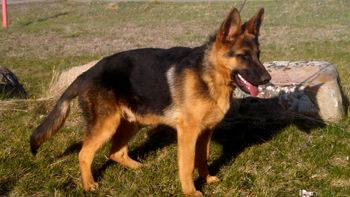 The 6 1/2 month old puppy sold to the buyer in Montana above as pick of the litter. Look at what a beautiful red/black German shepherd I am becoming.
