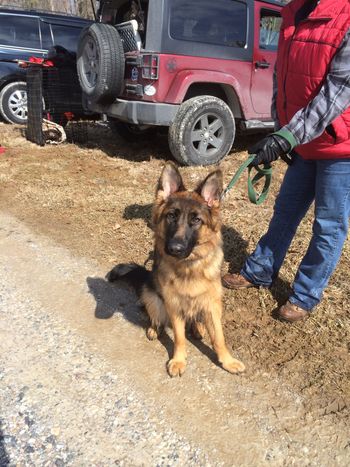Lotta female 11 months old starting her tracking training. Gorgeous red/black that has won her AKC puppy events.
