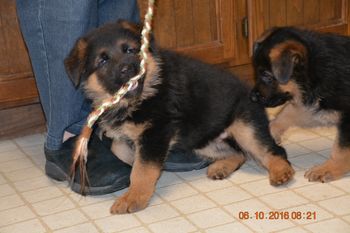 Male 6 weeks old. Already likes tug. Great head, thick coat and deep red coloring.
