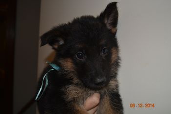 MALE LIGHT BLUE. SOLD to family in OH. 5 weeks 5 days old taken 6.14.14. My ears are starting to stand erect.  Click on my piture to enlarge and see how cute I am.
