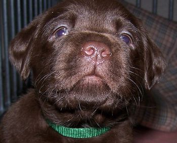 Als eerste de werpkist uitgeklauterd en nu als eerste de puppyren uitgeklommen. Wat wil je met zo'n smoeltje! Voorlopig heet ze Penny.
