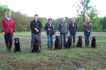 Alle Pheasant Fetchers zitten op jachttraining en/ of gaan mee het jachtveld in. Hier 6 van de 9 Pheasant Fetchers tijdens de jachttraining.
