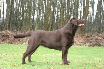 Phoebe kreeg in Hoogstraten het res CACIB en in Antwerpen werd ze BOB en kreeg ze het CACIB.
