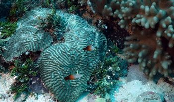 Firefish Gobies seem to be standing guard over their coral domain offshore from Zanzibar, Tanzania, during a documentary shoot. PCD Photo
