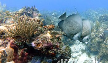 Natural synchronized swimmers, Gray Angelfish perform an elegant underwater dance. Filmed at Armando's Paradise, a popular dive site just offshore from Bolongo Bay Beach Resort, in the Virgin Islands. PCD Photo
