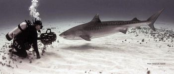 "My favourite shot of me working!" says PCD of this thrilling photo by Gregory B. Holmes. It was taken during the production of "Showdown at Tiger Beach" 25 miles offshore from the Bahamas.
