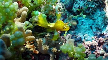 Snapping a master of disguise, PCD had to fan a small current toward this Yellow Leaf Scorpionfish to make sure that it was not a leaf. Filmed in the Indian Ocean, off Kenya. PCD Photo
