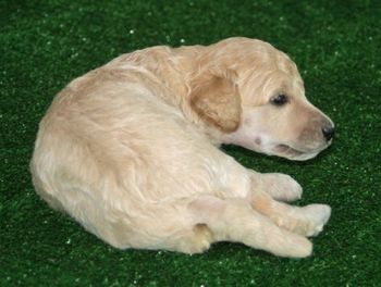 Tucker at 3 weeks old
