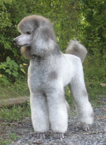 Retired standard poodles for hot sale sale