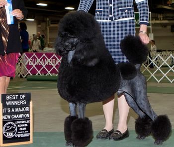 New AKC Champion Title
