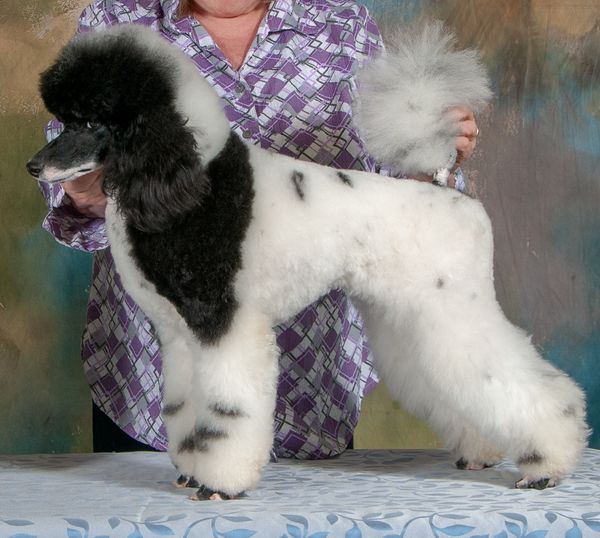 Shining star clearance standard poodles